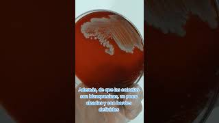 Que es Staphylococcus haemolyticus 🦠 ciencia microbiologia bacteria microbiology bacterias [upl. by Ylhsa]