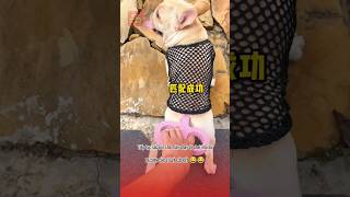 Sạc pin cho Lu đi chơi và cái kết 😂🥰 pets thucung topfunny funny viralvideo haihuoc giaitri [upl. by Afatsuom65]