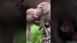 Amazing Facts About Baboons facts wildlife animals nature education africa monkey [upl. by Montanez]