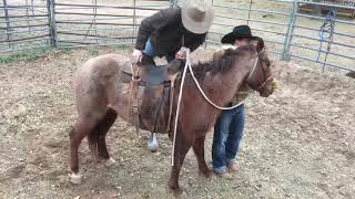 Texas Bronc RideColt Starting [upl. by Adnuhser318]