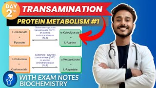 amino acid metabolism  transamination biochemistry metabolism  protein metabolism biochemistry [upl. by Eissahc300]