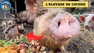 L’ÉLEVAGE DE COCHON  Présentation de Christopher [upl. by Ellekram]