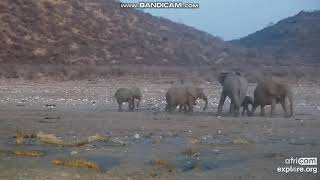 A very busy moment at TAU Waterhole in South Africa EXPLOREorg September 22 2021 [upl. by Philipines]