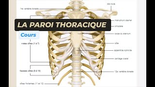 LANATOMIE DE LA PAROI THORACIQUE [upl. by Eerihs]