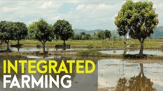 Integrated Farming Jeepney Driver in Manila  Went Back to Province Turned Very Successful Farmer [upl. by Wolf21]