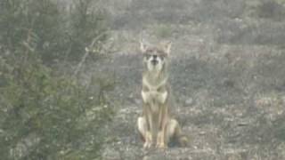 Howling Coyote [upl. by Willey]