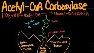 AcetylCoA Carboxylase  Biochemistry [upl. by Spiegleman]