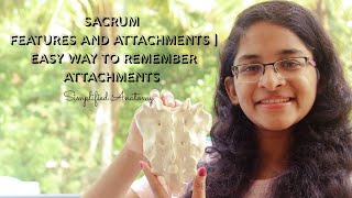 SACRUM  FEATURES AND ATTACHMENTS  ANATOMY  SIMPLIFIED ✔ [upl. by Orlando692]