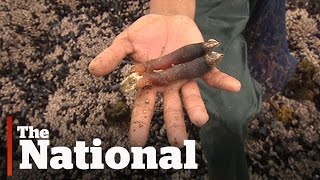 Gooseneck barnacles booming off BC coast [upl. by Carmon]