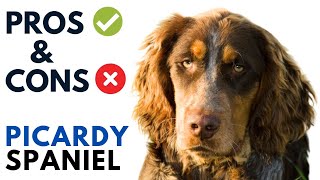 Picardy Spaniel Dog Pros and Cons  Épagneul Picard Advantages and Disadvantages [upl. by Ahcire]