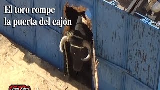 EL TORO ROMPE EL CAJON Y SE SALE IMPRESIONANTE [upl. by Jerad]