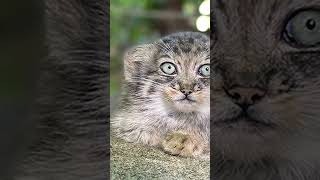 Adorable Pallass Cat Kittens Debut [upl. by Giliana908]