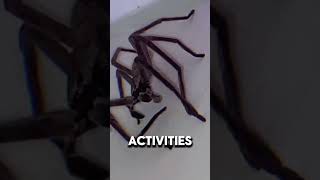 Huntsman Spider  One Of The Largest Spiders In The World [upl. by Adlev]