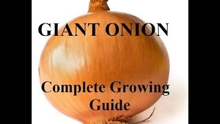 How To Grow Big Onions  Complete Growing Guide [upl. by Yna200]