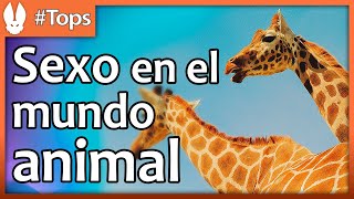 Top de Animales Las Maneras Más Increíbles de Hacerlo [upl. by Hamitaf]