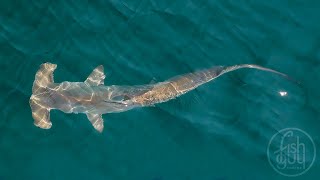 Scalloped Hammerhead Shark Long Island NY [upl. by Susanetta]