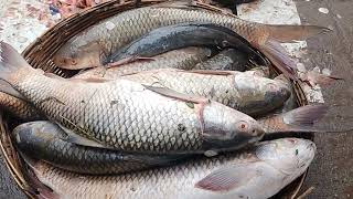 best fish market Bhosarifish marketbest colour tilapia fish 🐠🐟 [upl. by Ettenoj5]