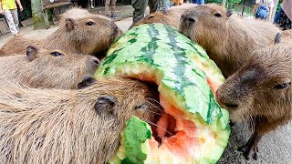 【超巨大】カピバラ、史上最大97キロのジャンボスイカタイム Capybara eat huge 97kg watermelon 【ASMR】 [upl. by Atnoled]