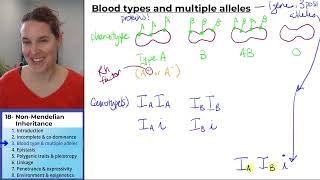 NonMendelian Inheritance 3 Blood type and multiple alleles [upl. by Center595]