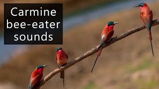 Carmine bee eaters at nest [upl. by Sophie]