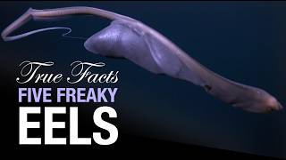 True Facts Five Freaky Eels [upl. by Matuag]