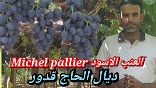 العنب الاسود صنف Michel pallier من منطقة الحاج قدور ضواحي مدينة مكناس [upl. by Asilad56]