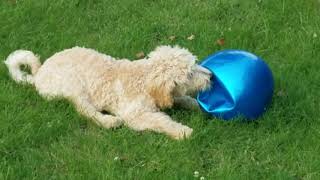 Goldendoodle vs blue ball [upl. by Acinhoj425]