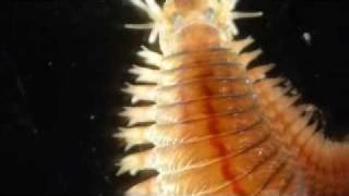 Alitta succinea Nereis polychaete [upl. by Lauer]