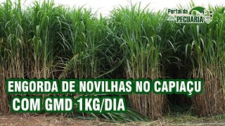 Confinamento de novilhas no capiaçu com GMD 1 kg dia [upl. by Janie]