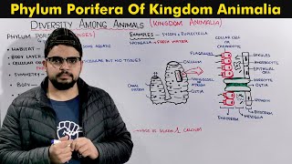 Phylum Porifera Sponges General Characteristics [upl. by Orsa]