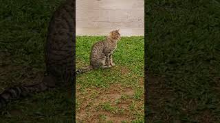 Los peludos después de la lluvia  Tacuarembó 01102024 [upl. by Eibber652]