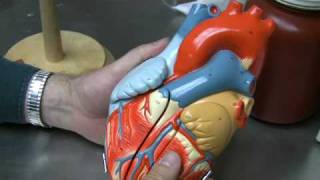 Heart Anatomy Part 1 [upl. by Frame]