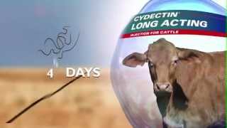 Cydectin Long Acting Injection for Cattle  Northern [upl. by Aicinoid332]