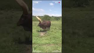 ⭕ANKOLE WATUSI CATTLE ✅ Biggest Bulls And Cow cows bulls ankole [upl. by Lizned]