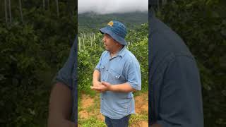 Kebun Durian Di HainanChina Varieti utama yang ditanam adalah Monthong amp Kan Yau subscribe [upl. by Nnyluqcaj]