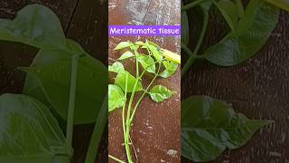 Meristematic tissue shortvideo viralvideo neet [upl. by Dorcea]