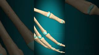 Metacarpophalangeal joint interphalangeal joint of hand flexion extension fingerjoints [upl. by Enneyehs]