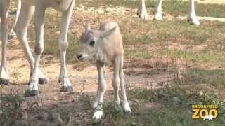 New Addax Calves at Brookfield Zoo [upl. by Tnecnivleahcim]