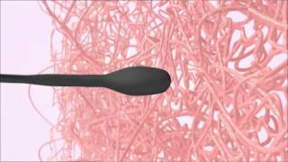 An excellent video on ovulation 2017 [upl. by Marylinda998]