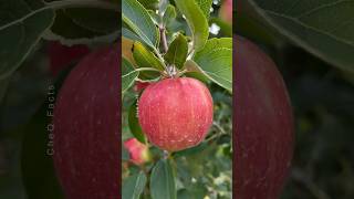 How to Grow Apple Tree at Home 🍎🍏 Unique Technique of Planting farming plants shorts [upl. by Mehelhteb]