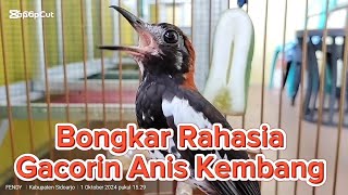 Bongkar Rahasia Gacorin Anis Kembang [upl. by Egiarc792]