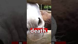 Top 5 Weirdest Deaths in History Part 1 facts history [upl. by Htes]