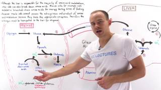 Glucosealanine cycle [upl. by Ahsiya]