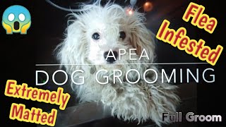 Extremely matted dog flea infested Poodle mix Shave down Full grooming [upl. by Pomona]