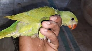 Indian ringneck parrot baby 🐥🥰🦜 [upl. by Martinsen368]