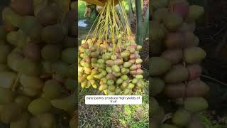 Date Palm Pollination in the Middle East DatePalms Pollination [upl. by Desdee]