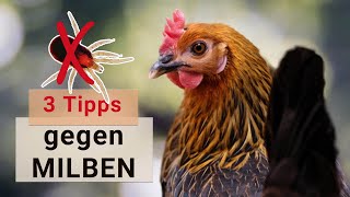 Die besten TIPPS gegen MILBEN im Hühnerstall 🐔 Hühnerhaltung [upl. by Combes279]