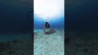 Buceo en Cancún Dive insta360x4 caribemexicano caribe travel [upl. by Atirahc293]