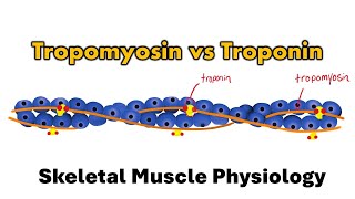 Sliding Filament Theory  Skeletal Muscle Physiology [upl. by Wynny]