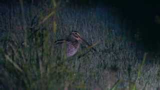 Narcejão Vocalizando Gallinago undulata [upl. by Koa]